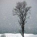 Snow falling on tree