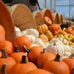 pumpkins