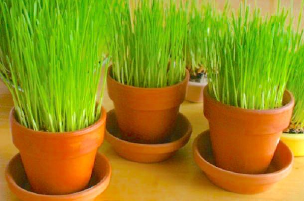 Close-up of three terra cotta pots holding green Easter wheat on a golden brown wooden surface