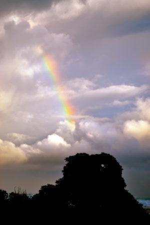 Hawaii rainbow