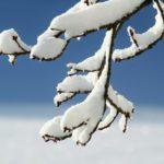 Bare tree branches covered with an inch of snow in front of a blue and white background
