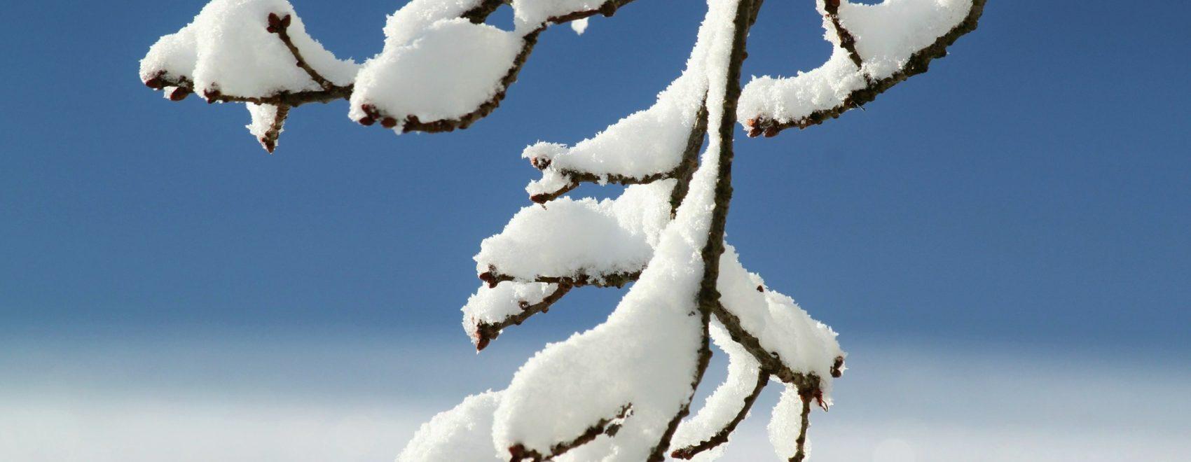 Bare tree branches covered with an inch of snow in front of a blue and white background
