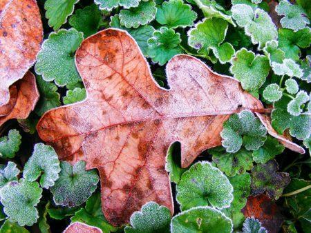 Close-up aerial view of frost-covered brown leaf surrounded by small frost-covered green leaves
