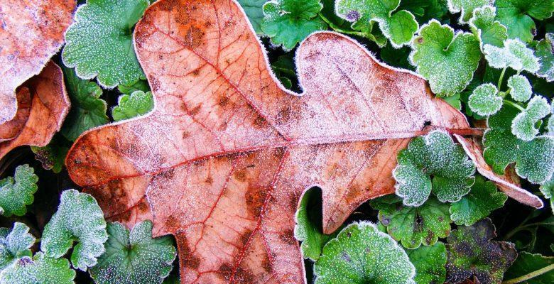 Close-up aerial view of frost-covered brown leaf surrounded by small frost-covered green leaves