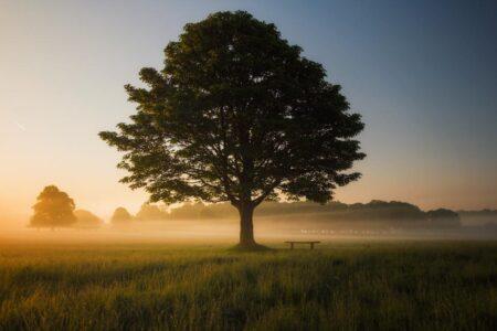 Full tree with leaves in field with fog as sun rises.