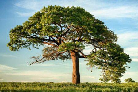 Large, green tree against blue sky with white clouds.