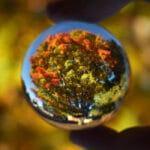 Hand holding class ball which is magnifying a tree in fall colors.