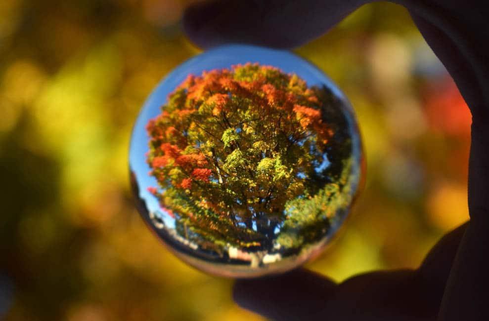 Hand holding class ball which is magnifying a tree in fall colors.