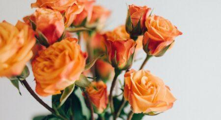 Bouquet of peach-colored roses in front of a gray background