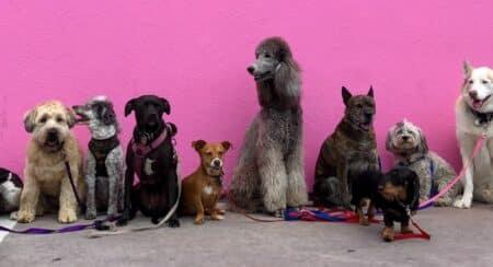 Nine dogs in front of a pink wall