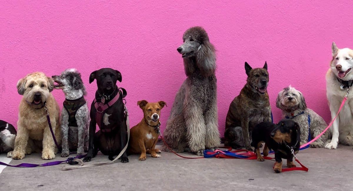 Nine dogs in front of a pink wall