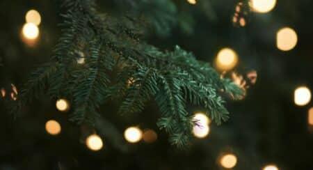 Close-up of evergreen tree branch surrounded by yellow bokeh circles