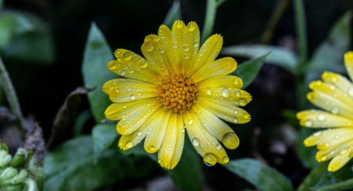 Close-up aerial view of yellow flowers with water droplets on their petals and green foliage in the background