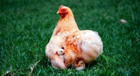 Hen with light brown and white feathers sheltering two chicks with white feathers in short dark green grass