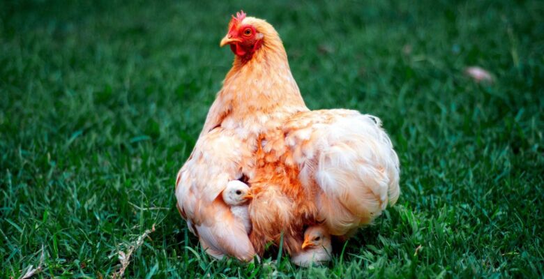 Hen with light brown and white feathers sheltering two chicks with white feathers in short dark green grass