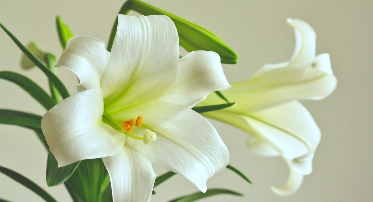 Close-up of white Easter lilies, two bloomed and two budding, in front of a beige background