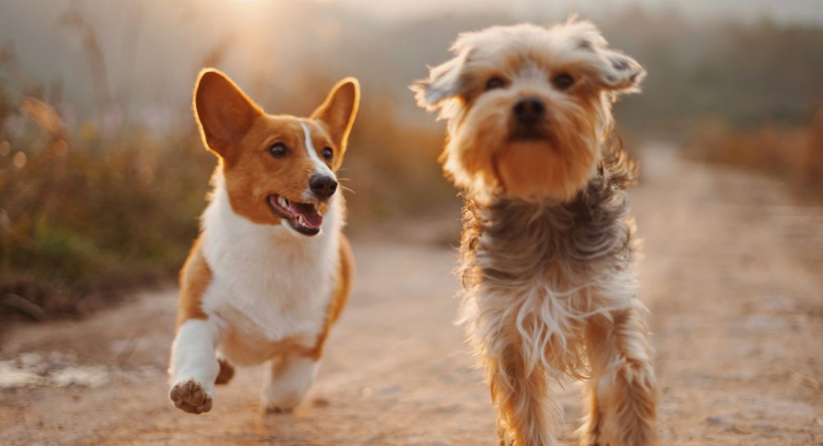 Two small dogs, one with brown and white fur and one with brown, white, and gray fur, running on a dirt path with blurred foliage in the background