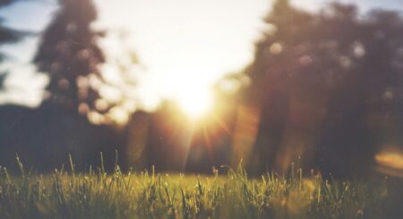 Outdoor landscape with green grass in foreground in focus and blurry sun and tall plants in the background