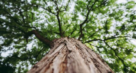 Skyward view of a tree with brown bark, branches spreading in all directions, and green leaves
