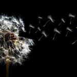 White dandelion seeds on a stem with a few floating to the right in front of a black background