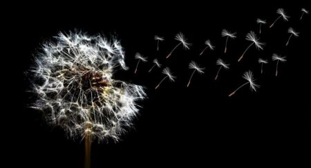 White dandelion seeds on a stem with a few floating to the right in front of a black background