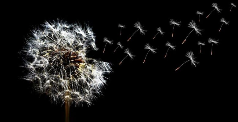 White dandelion seeds on a stem with a few floating to the right in front of a black background