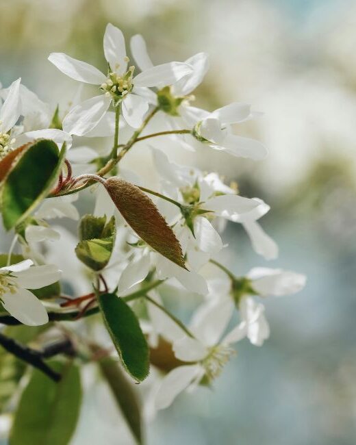 Close-up of a branch of a serviceberry tree bearing white flowers and green leaves in front of a blurred white, blue, and green background