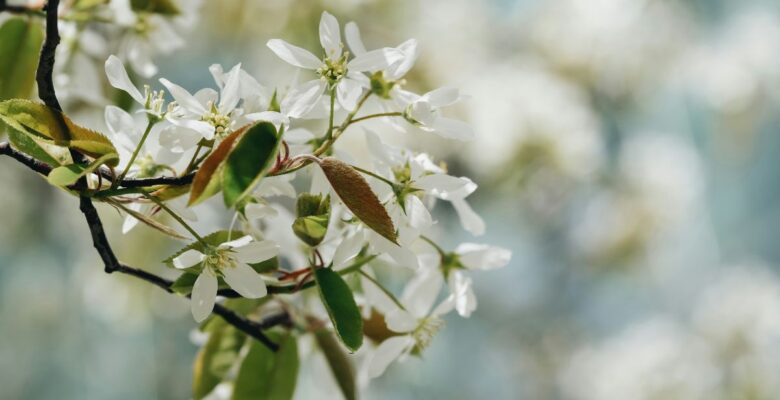 Close-up of a branch of a serviceberry tree bearing white flowers and green leaves in front of a blurred white, blue, and green background