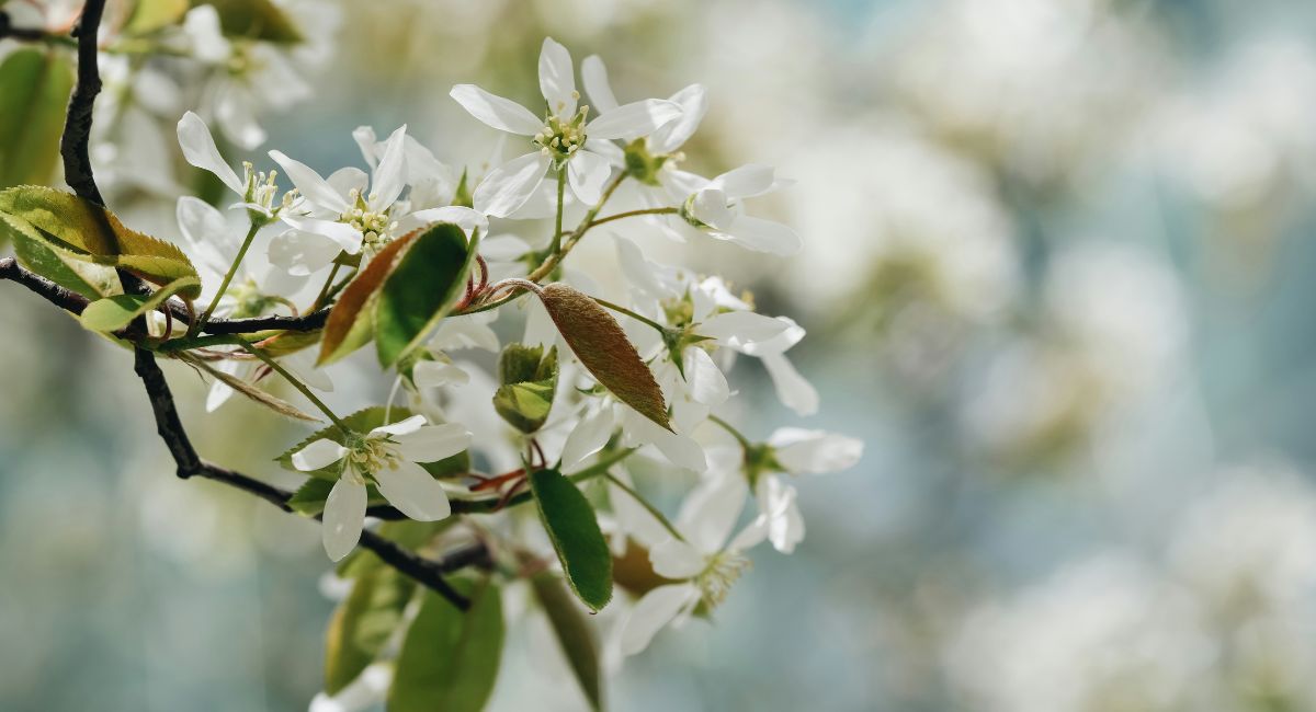 Close-up of a branch of a serviceberry tree bearing white flowers and green leaves in front of a blurred white, blue, and green background
