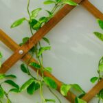 Close-up of multiple green leafy vines intertwined in a brown wooden lattice against a light gray background