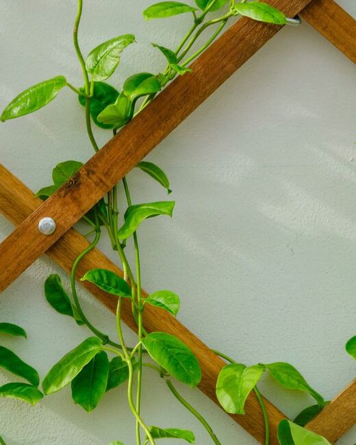 Close-up of multiple green leafy vines intertwined in a brown wooden lattice against a light gray background