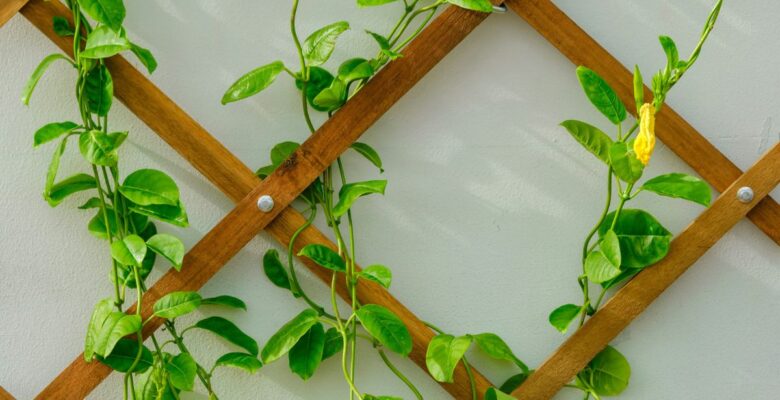 Close-up of multiple green leafy vines intertwined in a brown wooden lattice against a light gray background