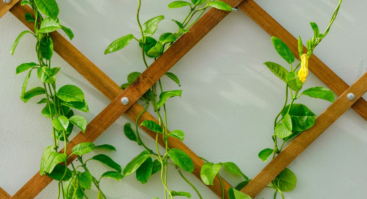 Close-up of multiple green leafy vines intertwined in a brown wooden lattice against a light gray background