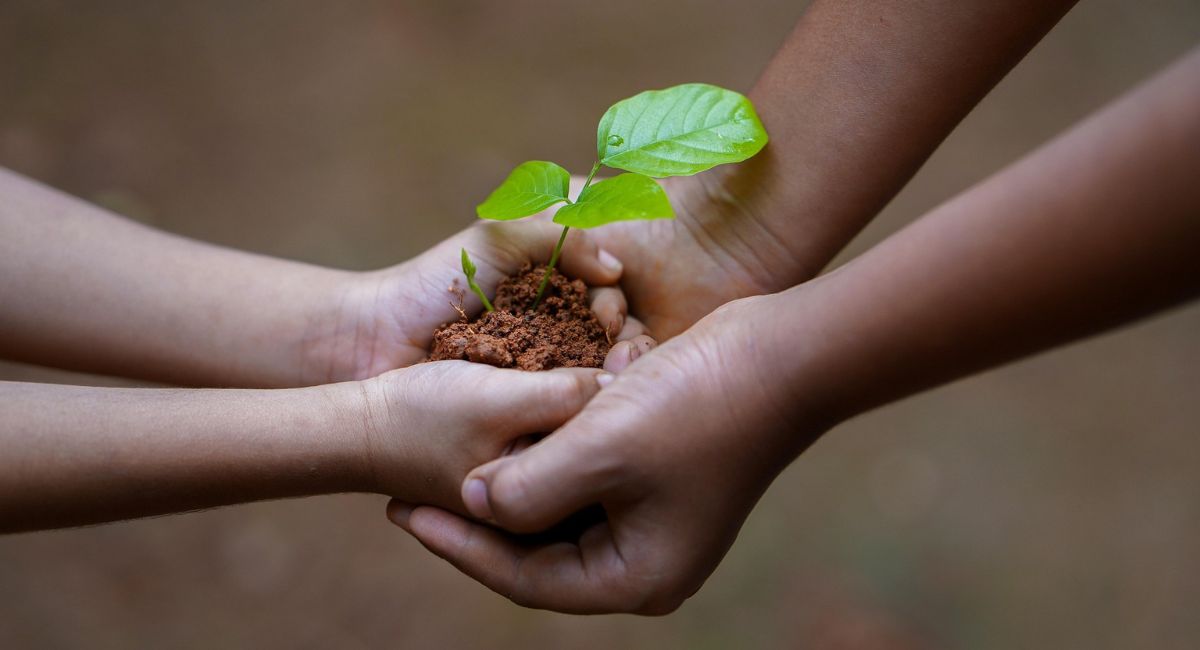 Hands of a younger person with medium light skin tone holding a green seedling in a clump of brown soil, and being held by the hands of an older person with medium dark skin tone