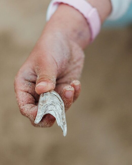Close-up of the hand of a young person with medium skin tone wearing a pink wristband, holding a gray and white shell in front of a blurred beige background