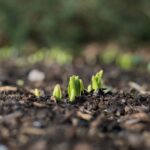 Close-up of several green seedlings emerging from brown soil in front of a blurred brown and green background