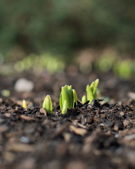 Close-up of several green seedlings emerging from brown soil in front of a blurred brown and green background