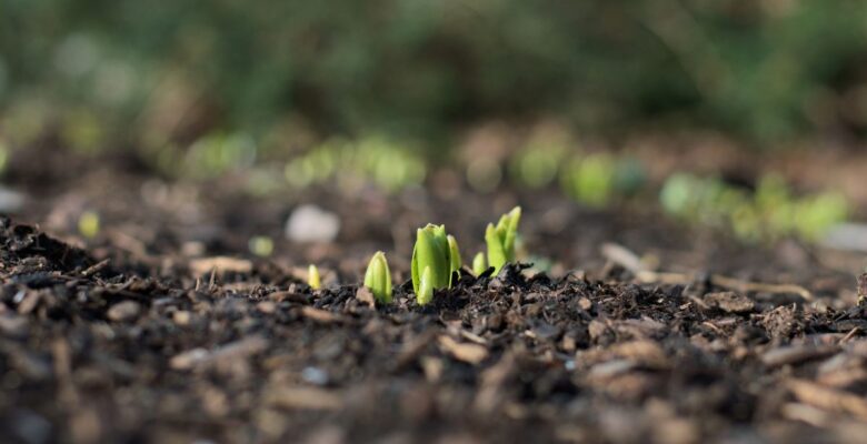 Close-up of several green seedlings emerging from brown soil in front of a blurred brown and green background
