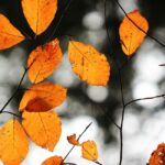 Orange and brown leaves on thin tree branches in front of a gray, black, and white background