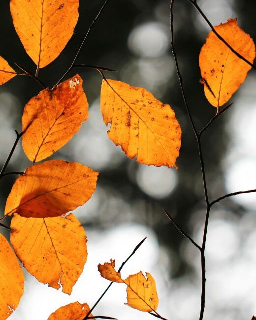 Orange and brown leaves on thin tree branches in front of a gray, black, and white background