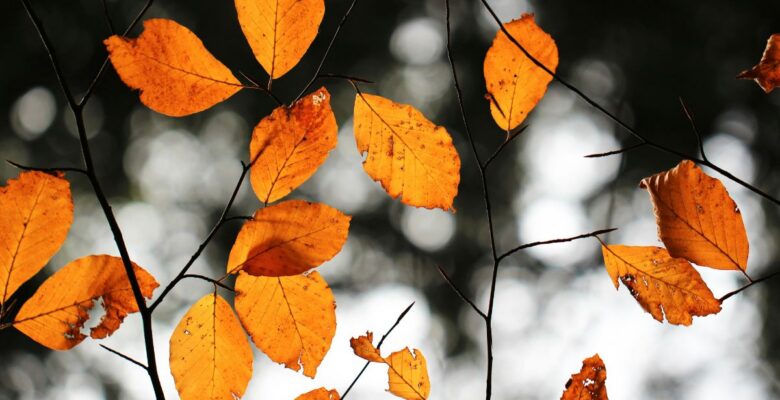 Orange and brown leaves on thin tree branches in front of a gray, black, and white background