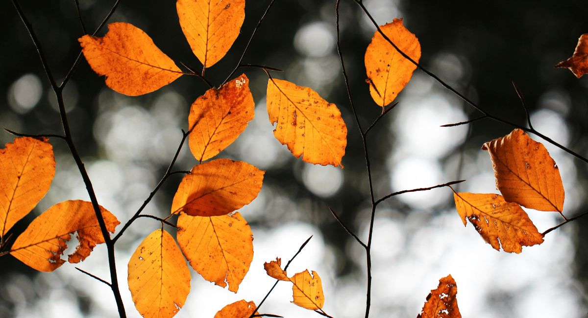 Orange and brown leaves on thin tree branches in front of a gray, black, and white background